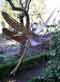 Little Ironies garden dragonfly